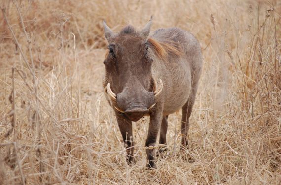Pumba das Warzenschwein